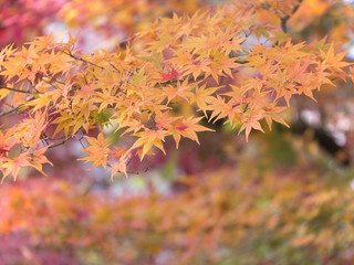 Naklejka na ściany i meble Closeup of beautiful autumn leaves, red maple leaf in Japan (Selective Focus)