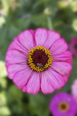 Bees Island Pink Flowers