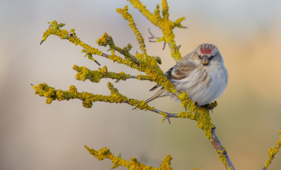 Common Redpoll - Carduelis flammea / Acanthis flammea