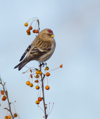 Common Redpoll - Carduelis flammea / Acanthis flammea