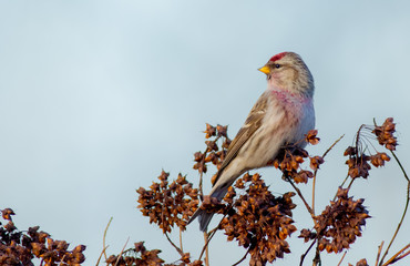 Common Redpoll - Carduelis flammea / Acanthis flammea