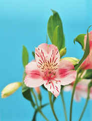 Alstroemeria on light background
