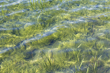 Sunlight ripples pattern on the bed of a crystal clear lake © Chris Rose