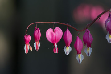 heart, heart-like, seeds, seed,valentine, macro, nature, flower,