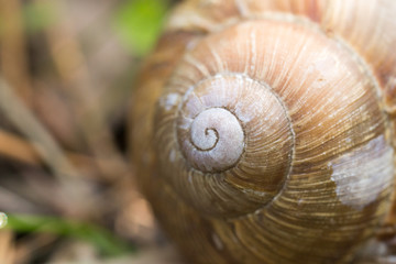  carapace,curls,  life, macro, nature, shell, snail, texture