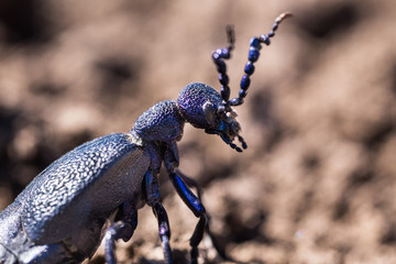 animal, beetle, carapace, day, horns, insect, macro
