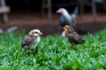 Des poussins en liberté dans l'herbe