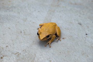 Yellow Poison Frog