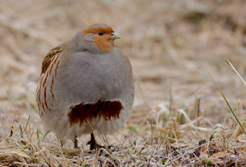 Grey Partridge - Perdix perdix