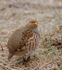 Grey Partridge - Perdix perdix