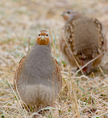 Grey Partridge - Perdix perdix