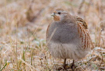 Grey Partridge - Perdix perdix