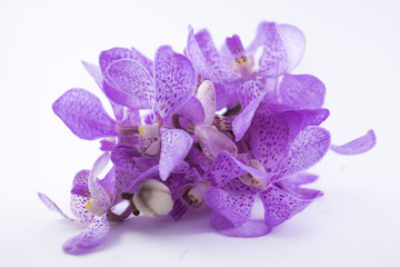 beautiful purple cattleya orchid flower isolated on white background