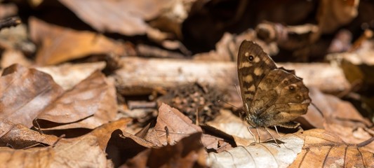 Waldbrettspiel (Pararge aegeria  tircis) sitzt gut getarnt auf altem Laub am Waldboden, Insel Usedom, Mecklenburg-Vorpommern, Deutschland, Europa