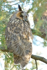 Long Eared Owl on fir tree