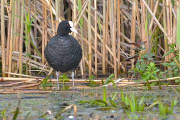 Common Coot (Fulica atra) © Iliuta