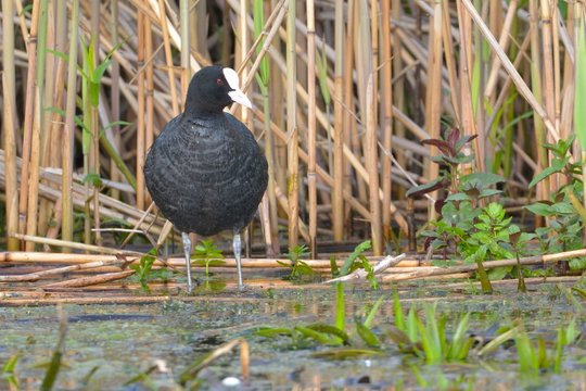 Common Coot (Fulica atra)