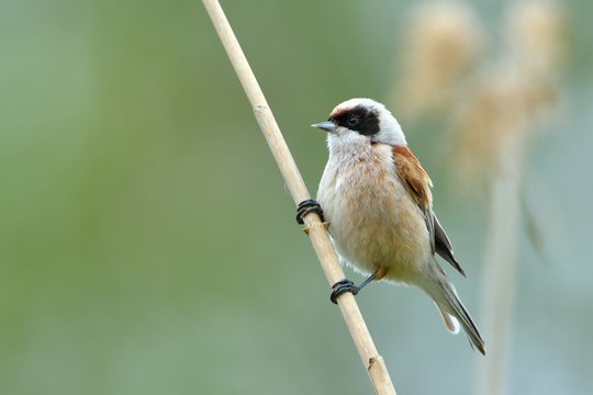 Penduline Tit on a Branch in Springtime