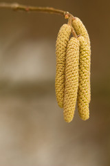 Fototapeta premium Spring flowers of walnut, lamb on a twig, messenger of spring.