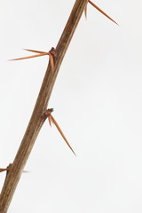 Freeze rose hip on spring background.