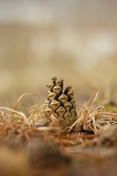 Pine cone on green spring branch, on pine tree.
