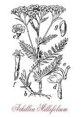 vintage engraving of achillea millefolium or yarrow , flowering plant used in landscaping and in traditional medicine as astringent.