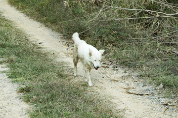 Fototapeta premium White dog is running on the street.
