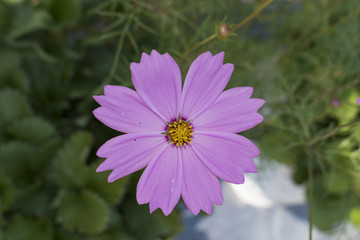 Obraz premium Starship flowers pink color