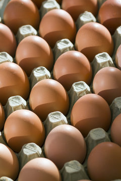 A tray of fresh free range eggs in morning sunlight. Shallow depth of field.