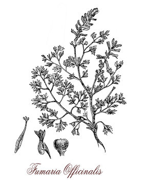 vintage engraving of fumaria officinalis, flowering plant of the poppy family, poisonous, used in herbal medicine