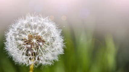 Macro fluffy dandelion on blurred green background in spring, shallow depth of field