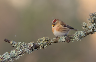 Fototapeta premium Common Redpoll - Carduelis flammea / Acanthis flammea