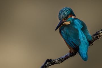 Kingfisher perched UK wild