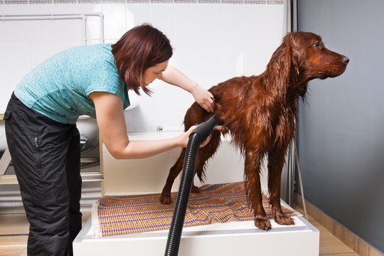 groomer drying fur of dog with hair dryer