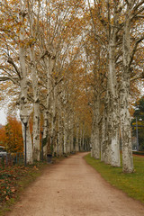 Alley with large trees. road in the autumn park.