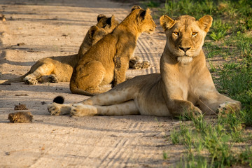 Naklejka premium Lioness and cubs