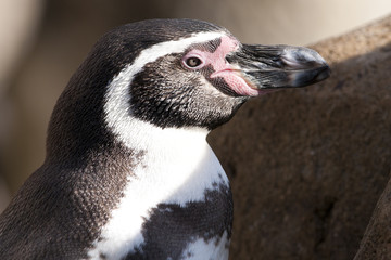Humboldt Penguin