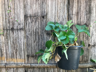  strawberry  tree in plasstic cup on wood background