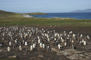 Breeding colony of Gentoo Penguins (Pygoscelis papua) on Carcass Island in the Falkland Islands.