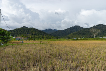 Obraz premium View of paddy field during harvest in Bario, Sarawak - a well known place as one of the major organic rice supplier in Malaysia.