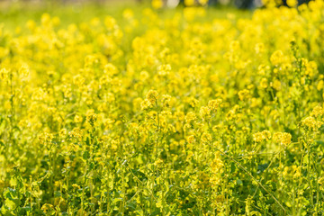 菜の花畑