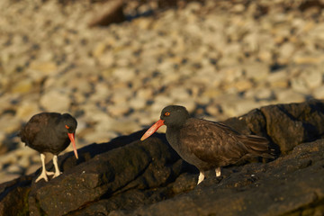 Blackish Oystercatchers (Haematopus ater) on the rocky shore of Carcass Island in the Falkland Islands.
