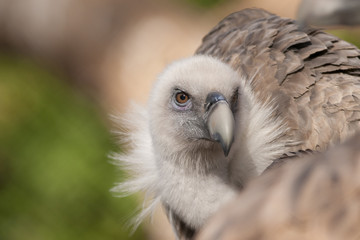 Griffon Vulture Portrait