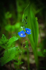 A small blue forest flower. Spring forest. May flowers. Close-up of blue summer flowers - Germander speedwell. Veronica germander macro flower in wild nature. 
