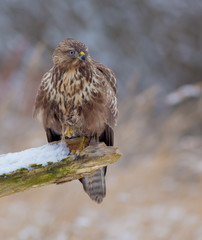 The Common Buzzard - Buteo buteo
