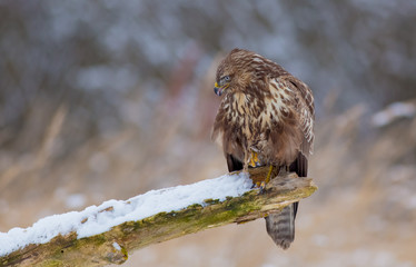 The Common Buzzard - Buteo buteo