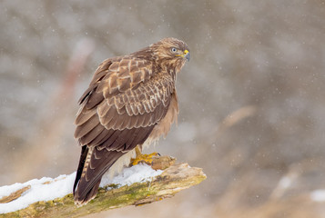 The Common Buzzard - Buteo buteo