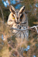 Long Eared Owl on fir tree