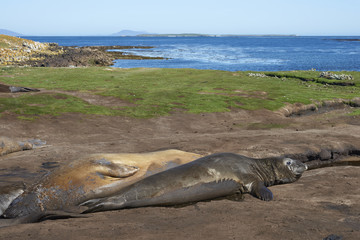 Southern Elephant Seals (Mirounga leonina) wallowing in a muddy stream on Carcass Island in the Falkland Islands.