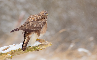 The Common Buzzard - Buteo buteo